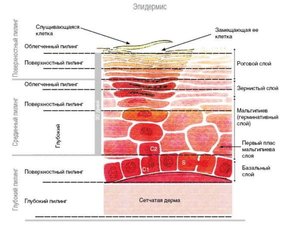какие виды пилинга для лица существуют. Смотреть фото какие виды пилинга для лица существуют. Смотреть картинку какие виды пилинга для лица существуют. Картинка про какие виды пилинга для лица существуют. Фото какие виды пилинга для лица существуют какие виды пилинга для лица существуют. Смотреть фото какие виды пилинга для лица существуют. Смотреть картинку какие виды пилинга для лица существуют. Картинка про какие виды пилинга для лица существуют. Фото какие виды пилинга для лица существуют