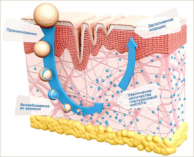 действие гиалуроната в коже