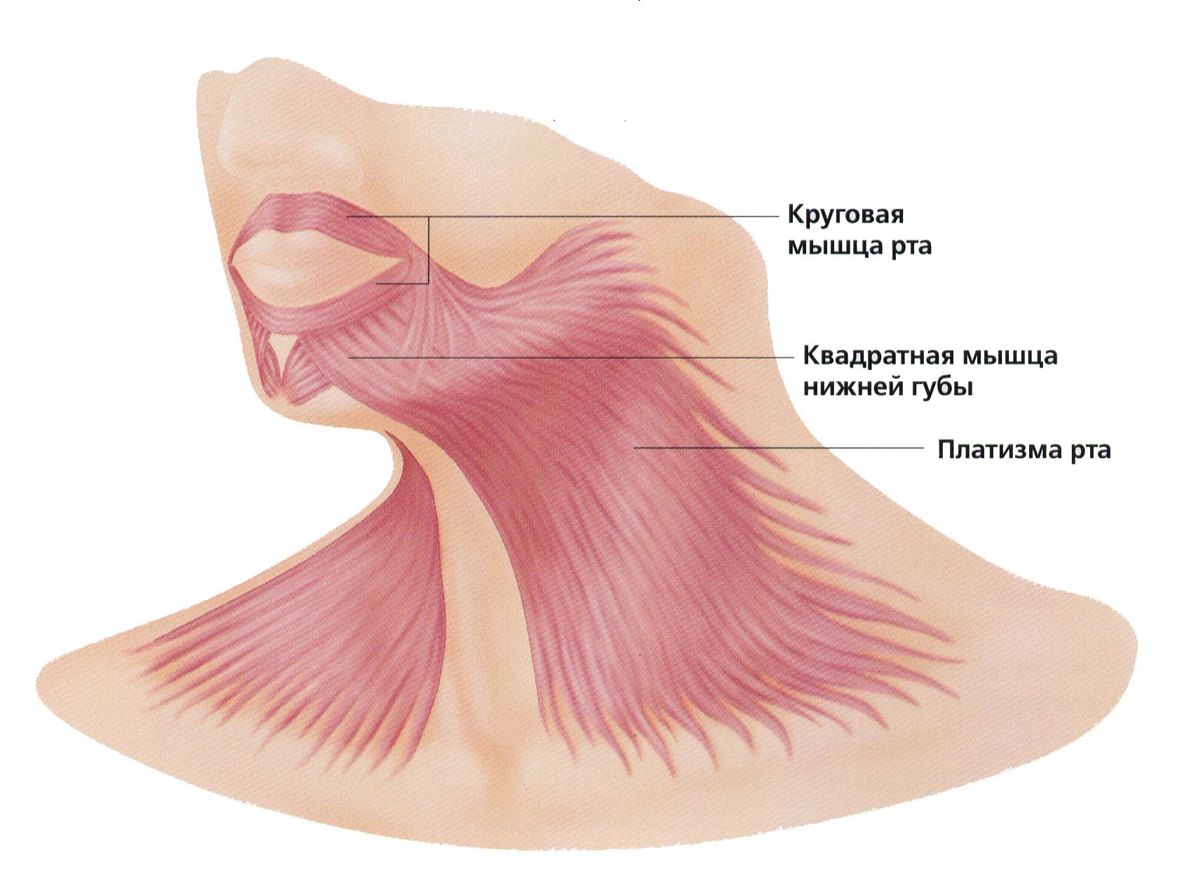 Когда проводится платизмопластика