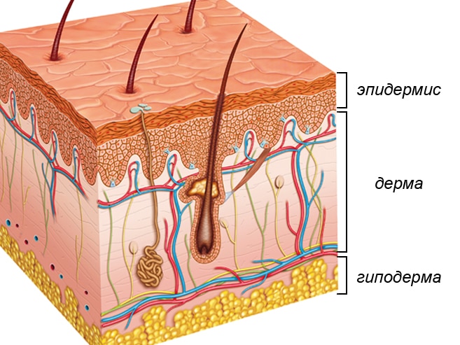 Строение кожи
