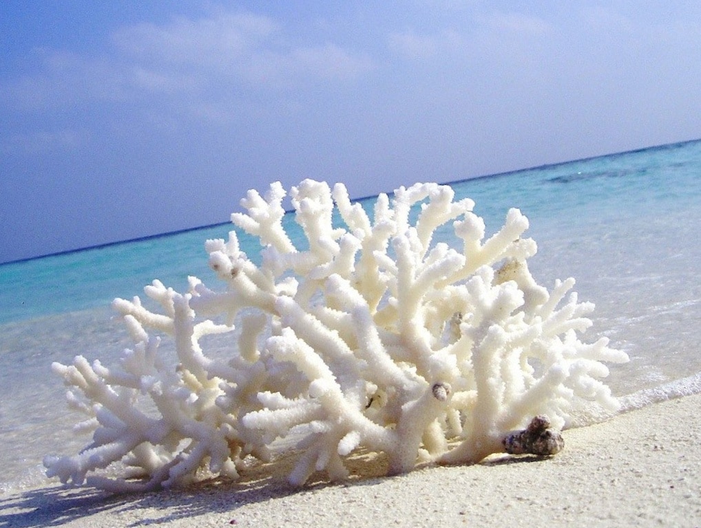 кораллы для пилинга